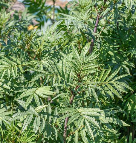 Farm.hand.seeds Black Mint Huacatay