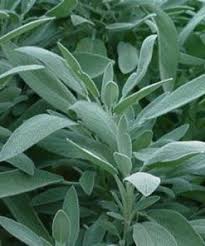 Farm.hand.seeds Broadleaf Sage