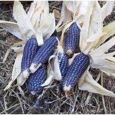 Farm.hand.seeds Mini Blue Popcorn