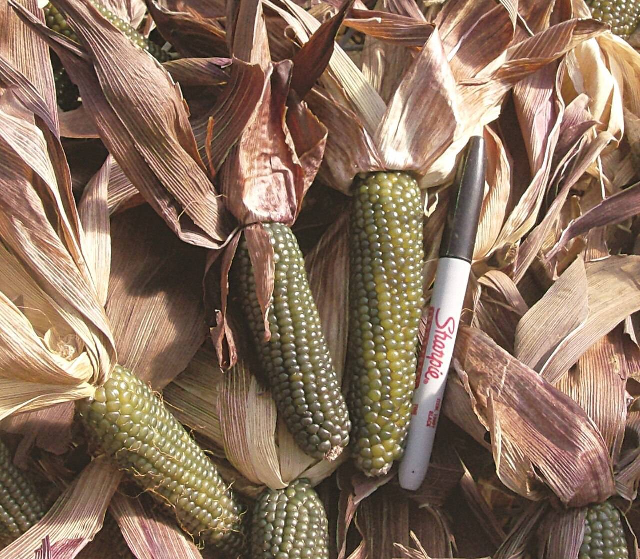 Farm.hand.seeds Mini Green Corn