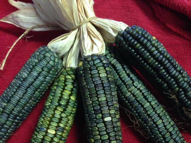 Farm.hand.seeds Oaxacan Green Corn