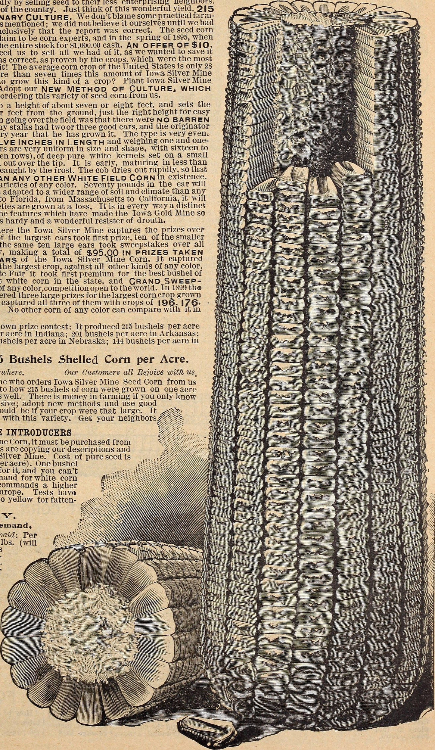 Farm.hand.seeds Silver mine white corn