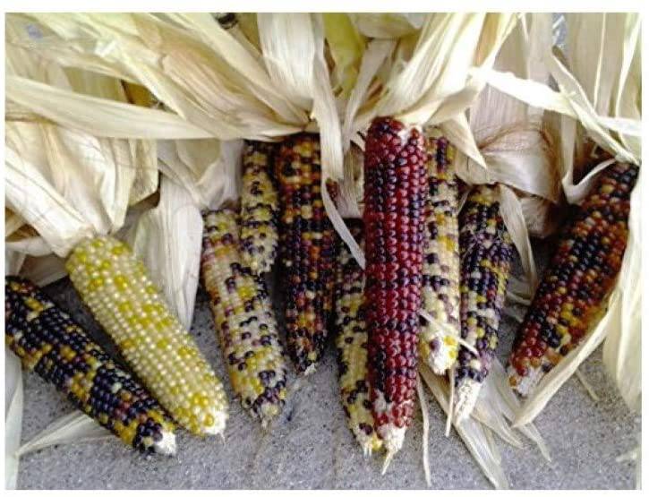 Farm.hand.seeds Seneca Mini Indian Corn