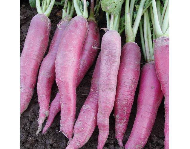 Farm.hand.seeds Pink Icicle Radish