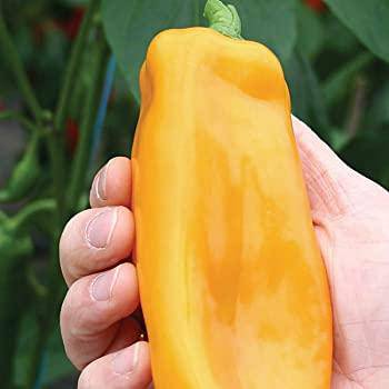 Farm.hand.seeds Golden Marconi Heirloom Sweet Pepper