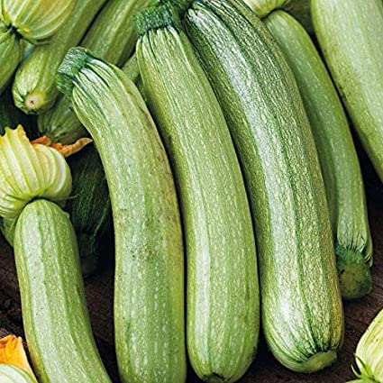 Farm.hand.seeds Genovese italian summer squash