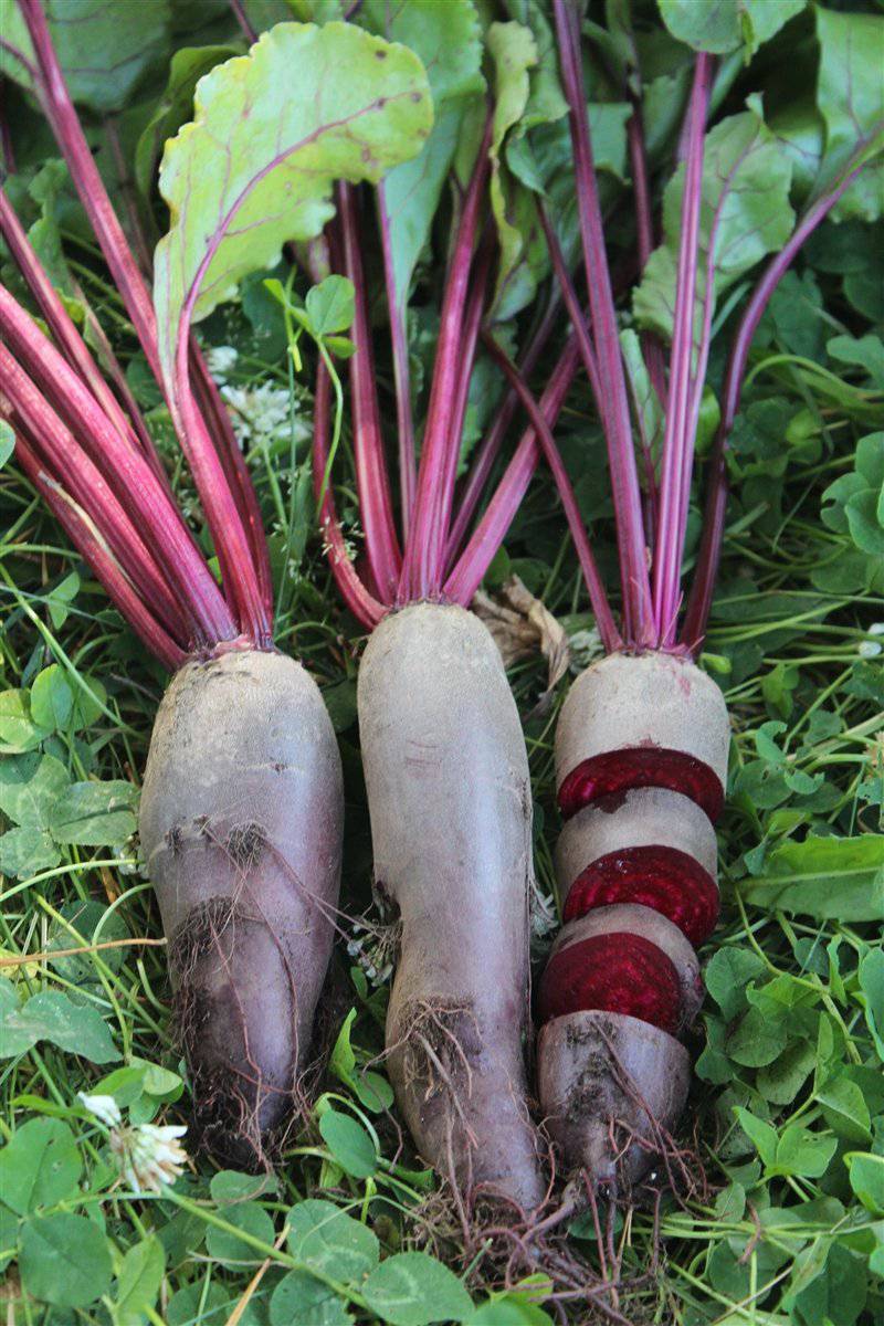 farm hand seeds Cylindra Beet