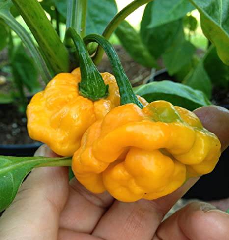 Farm.hand.seeds Jamaican Yellow Mushroom Pepper