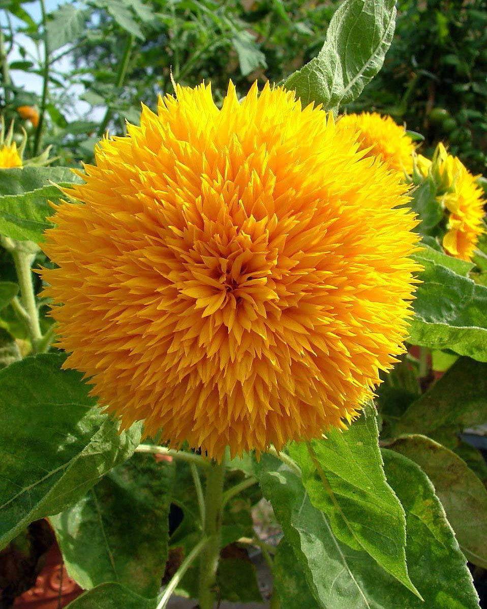 Farm.hand.seeds Teddy Bear Sunflower