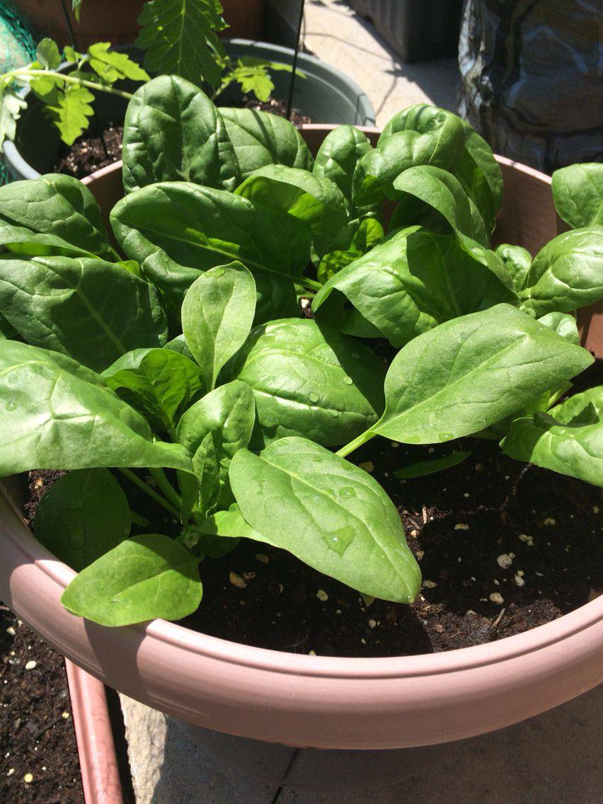 Farm.hand.seeds Giant Noble Spinach