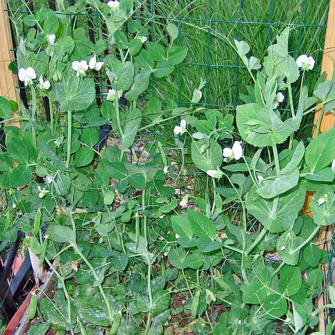 farm hand seeds Alaska pea