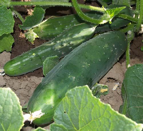 Farm.hand.seeds Marketer cucumber