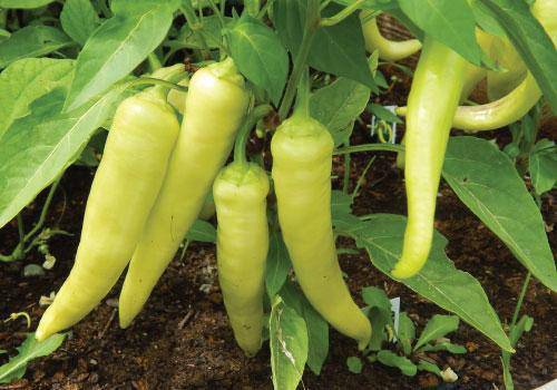 Farm Hand Seeds Sweet Banana Pepper
