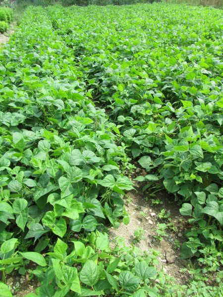 Farm.hand.seeds Black turtle bean