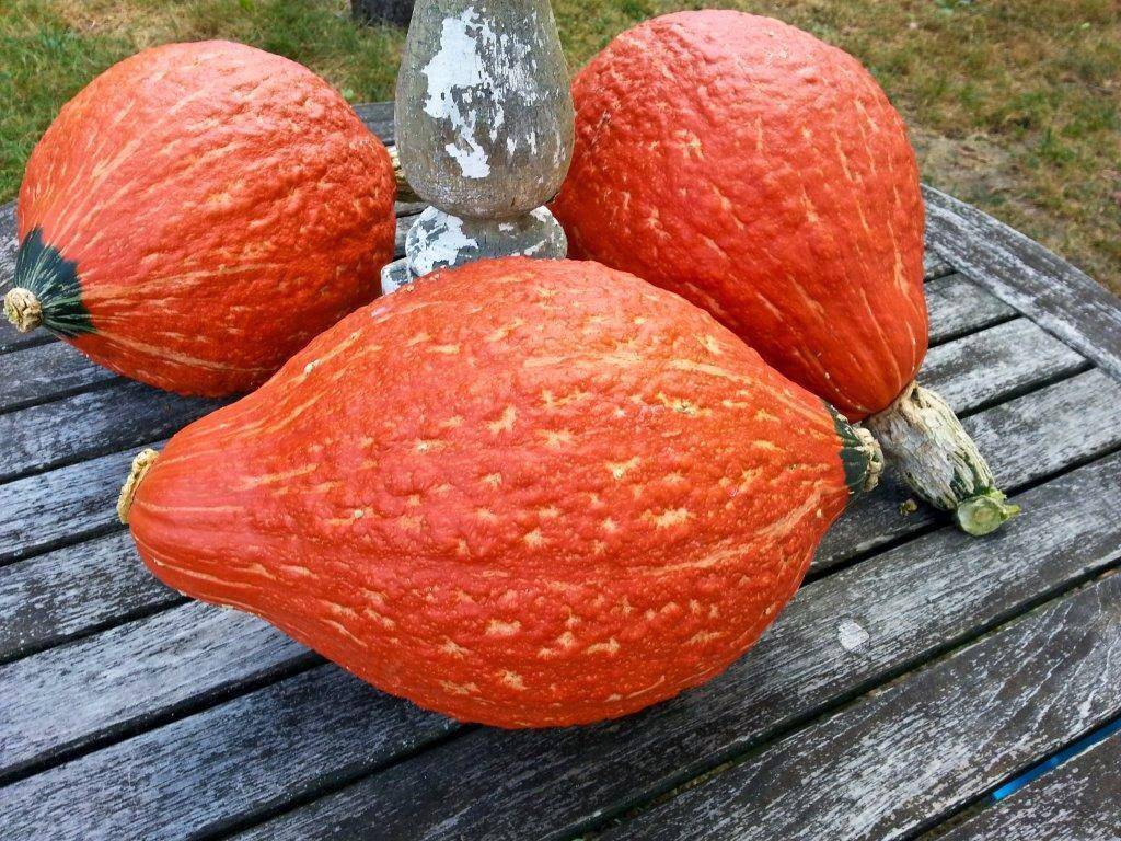 Farm Hand Seeds Boston Marrow