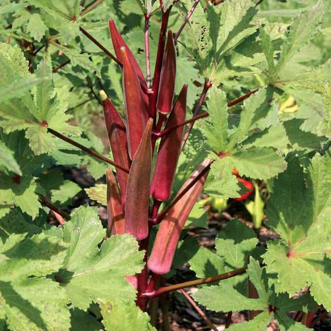 Farm.hand.seeds Burgundy Okra
