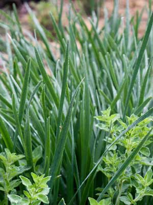 Farm.hand.seeds Garlic Chives