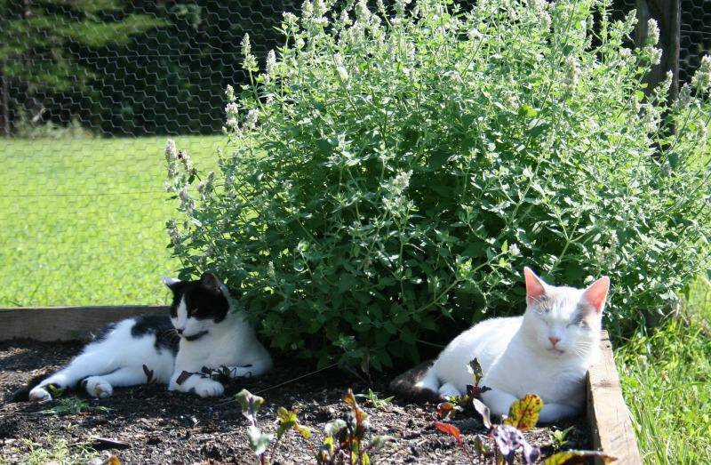 Farm.hand.seeds Catnip