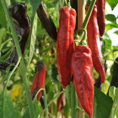 Farm.hand.seeds Nu mex joe parker pepper