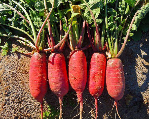 Farm.hand.seeds China Rose Radish