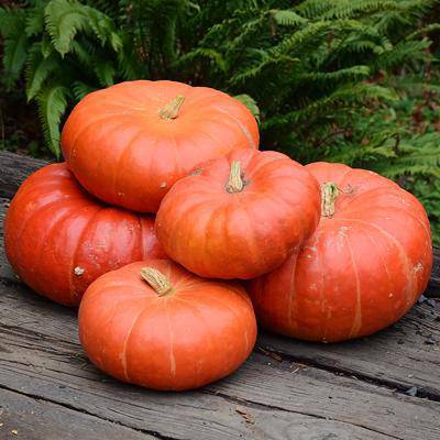 farm hand seeds Cinderella Pumpkin