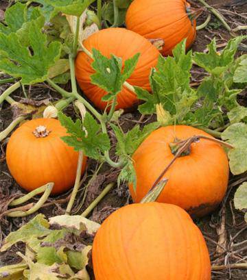 farm hand seeds Connecticut Field Halloween Pumpkin