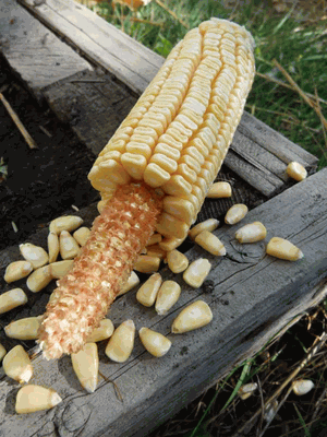 Farm.hand.seeds Pencil Cob Corn