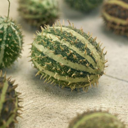 Farm.hand.seeds Bush hog. Heirloom cucumber