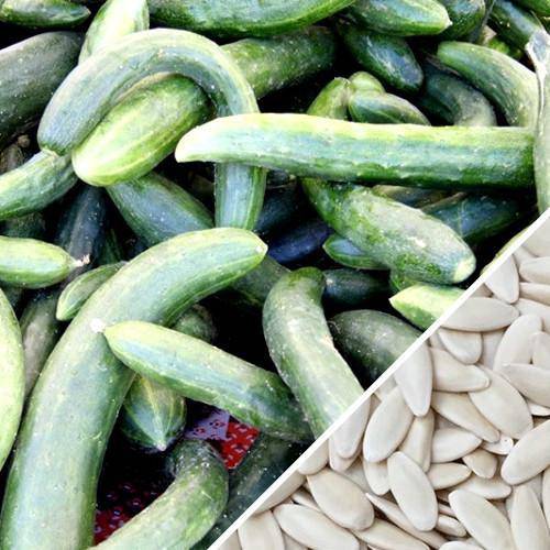 Farm.hand.seeds Chinese Snake Curled Cucumber