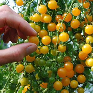 beyond organic seeds Gold rush current tomato