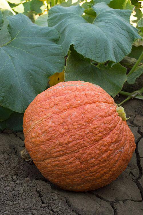 Farm Hand Seeds Essex Red Heirloom Winter Squash