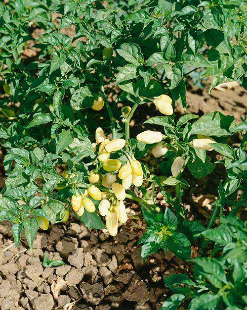 Farm.hand.seeds White Hot Habanero