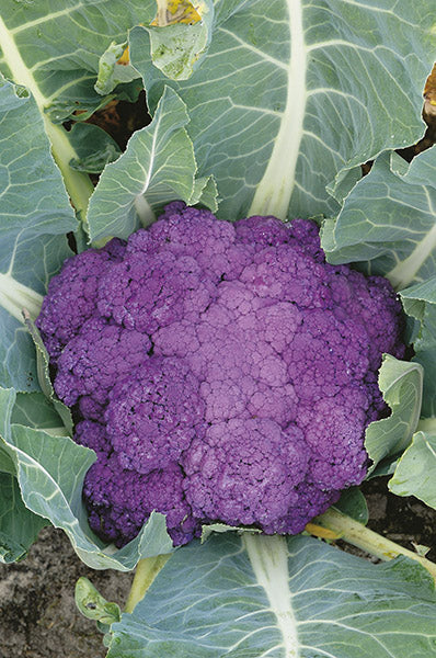 Farm.hand.seeds Heirloom Purple Cauliflower Seeds
Di Sicilia Violetto Variety