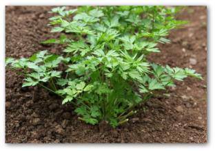 Farm.hand.seeds Dark Green Double Curled Parsley
