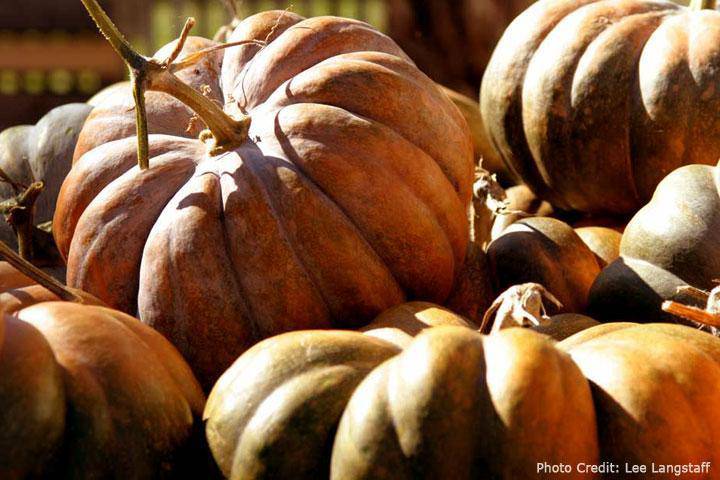 Farm hand seeds Fairytale Pumpkin