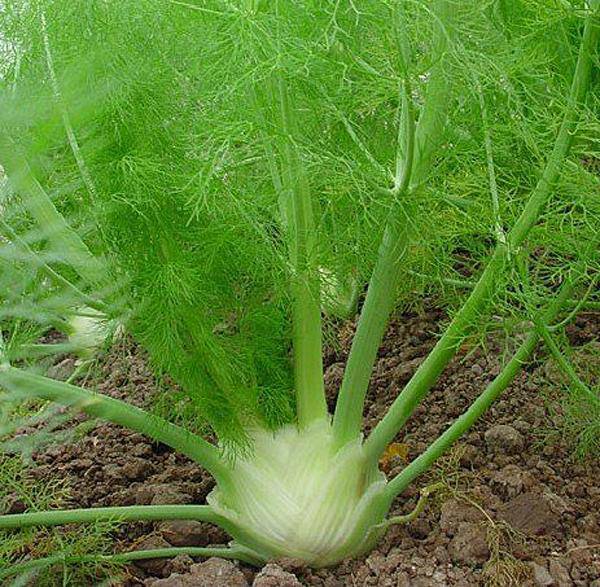 Farm.hand.seeds Florence Fennel