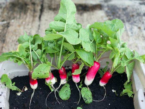 Farm.hand.seeds French Breakfast Radish