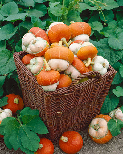 Farm.hand.seeds Mini turks turban
