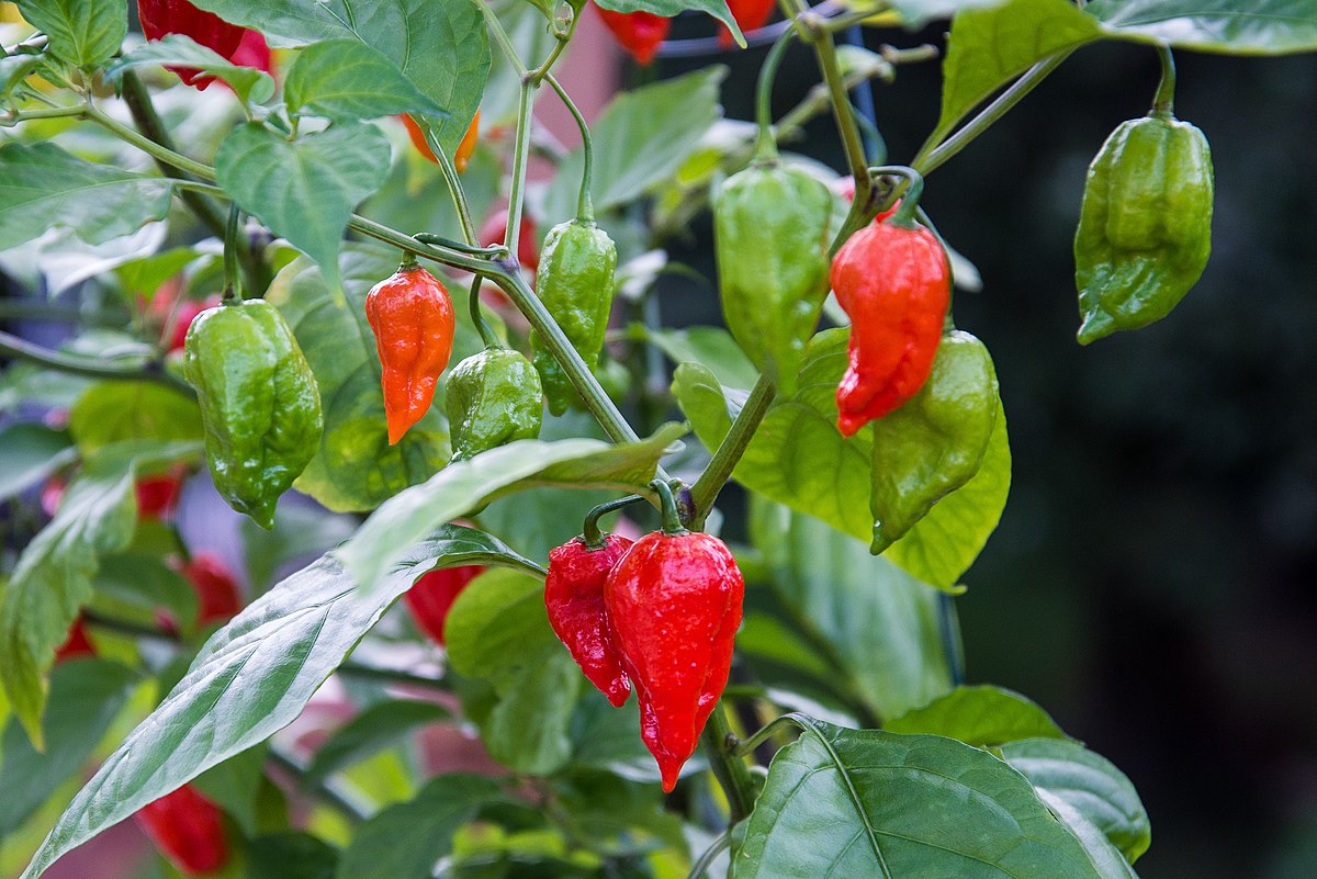 farm hand seeds Ghost pepper