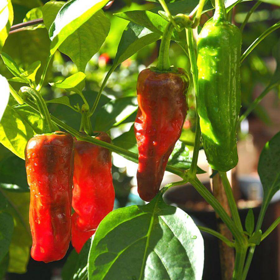 Farm.hand.seeds Greek Golden Pepperoncini