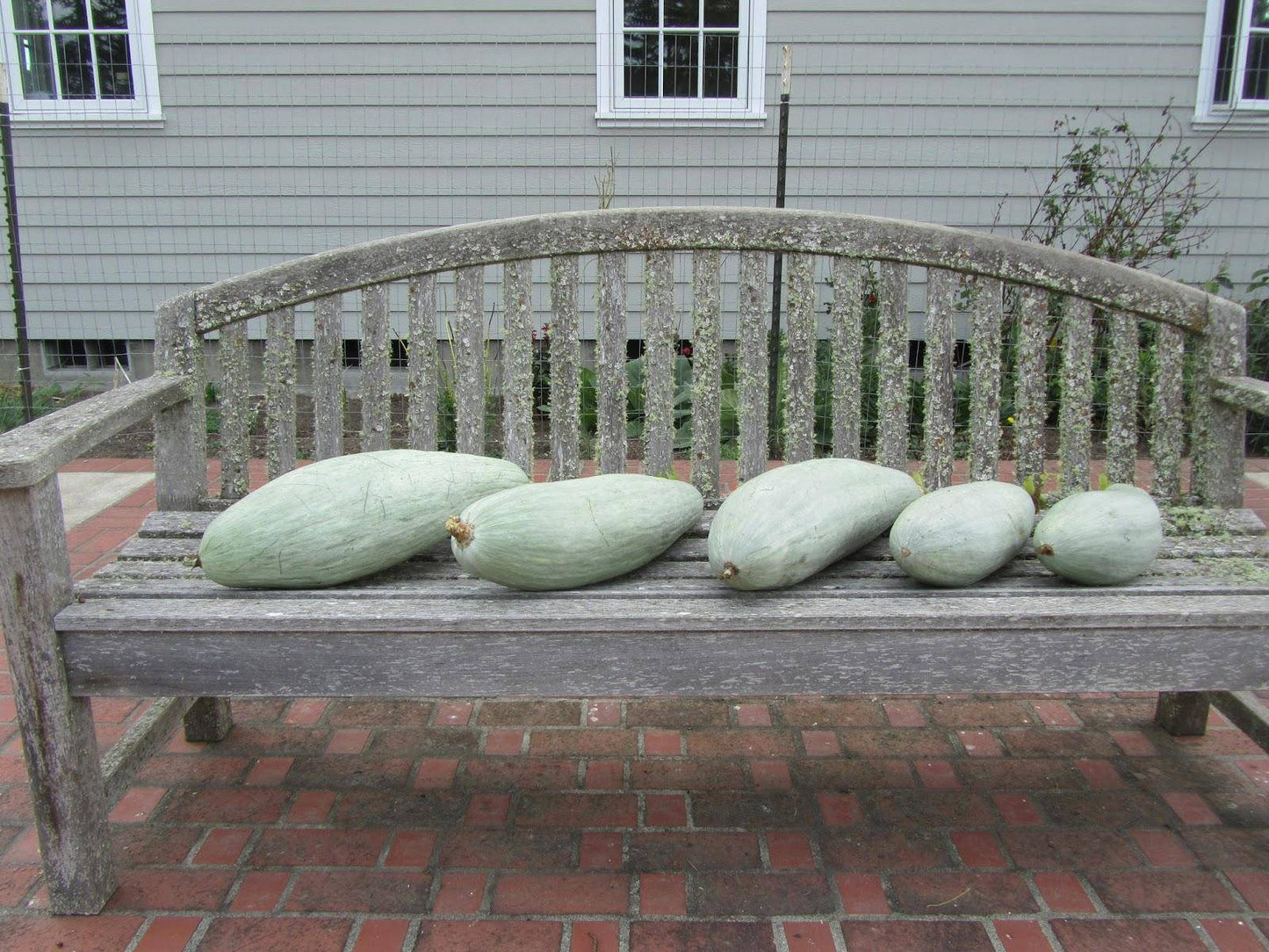 Farm.hand.seeds Guatemalan Blue