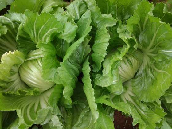 Farm.hand.seeds Late season heading mustard