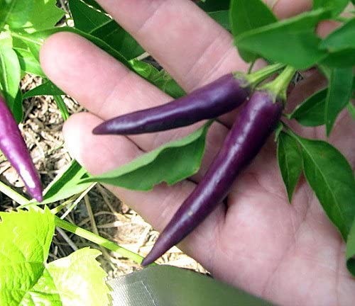 Farm.hand.seeds Purple cayenne pepper
