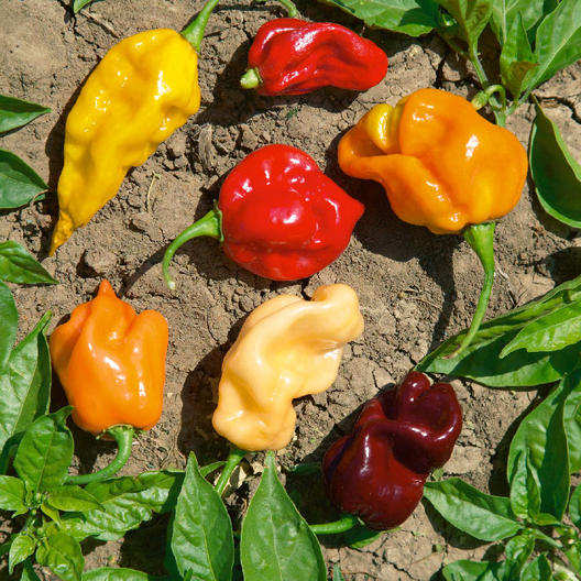 Farm.hand.seeds Caribbean hot pepper blend