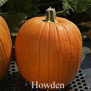 farm hand seeds Howden Biggie Pumpkin