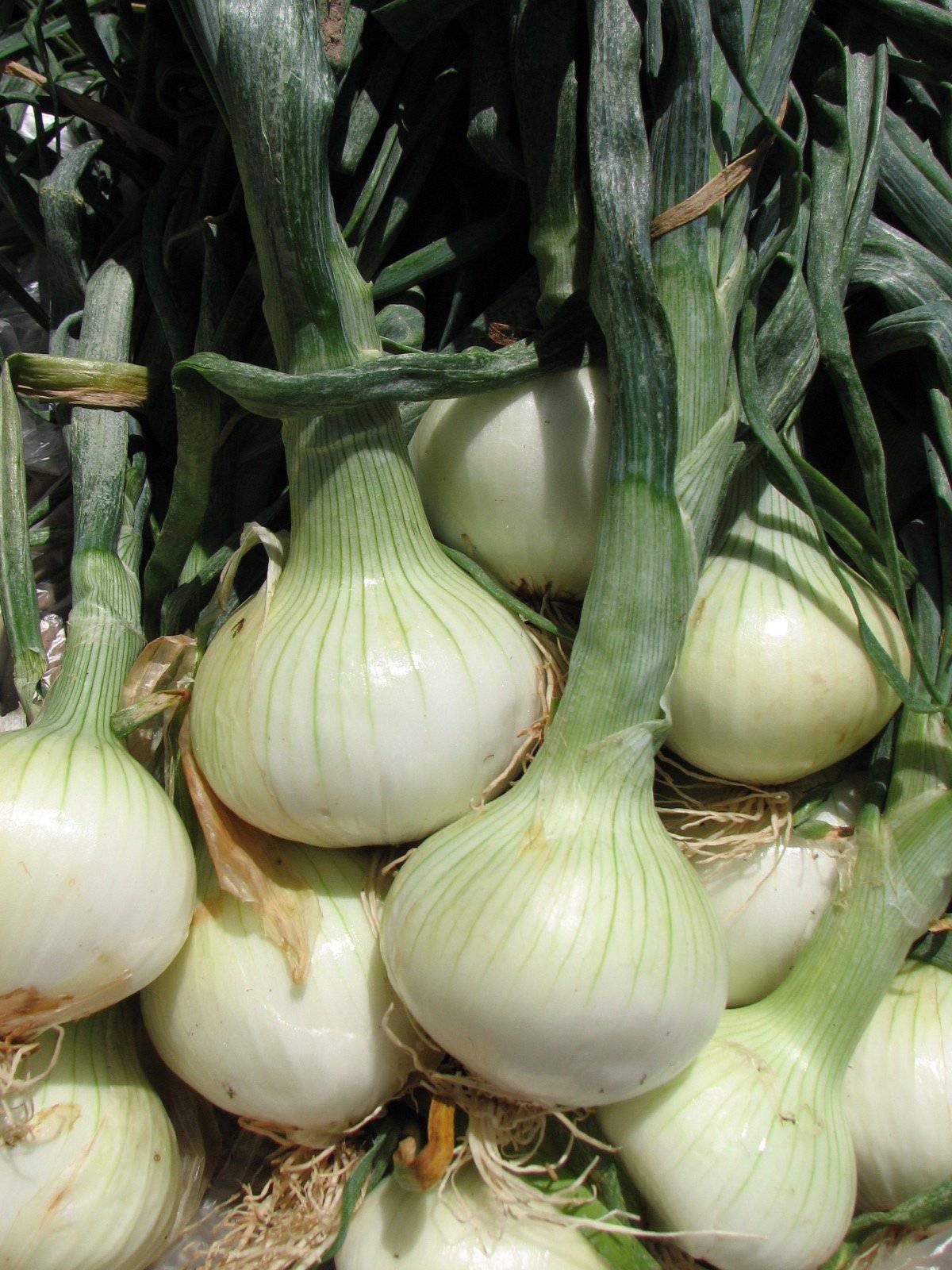 Farm.hand.seeds Walla Walla Sweet Onion