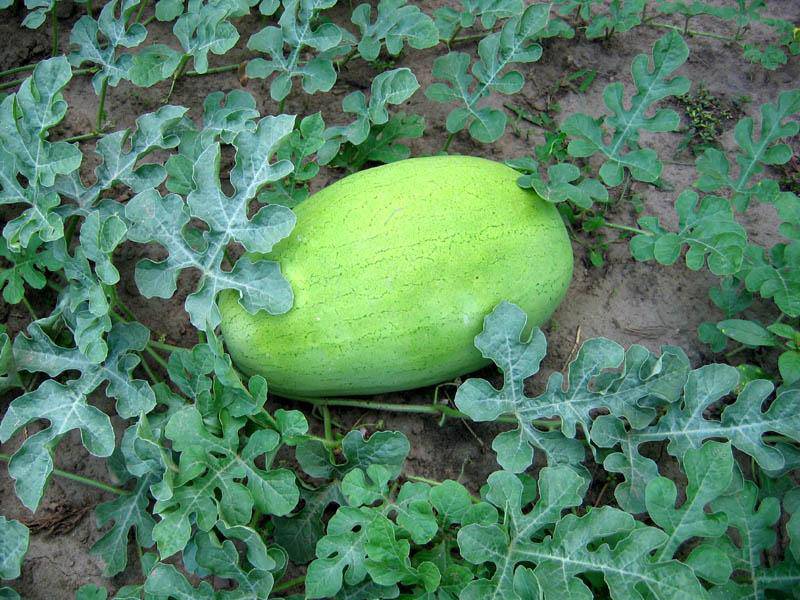 Farm.hand.seeds Bozeman Heirloom Watermelon
