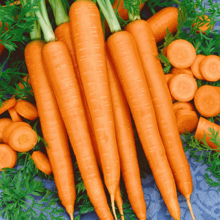 Farm.hand.seeds Imperator 58 Carrot