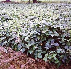 farm hand seeds Iron & clay peas