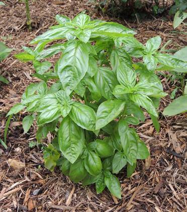 Farm.hand.seeds Italian Large Leaf Basil